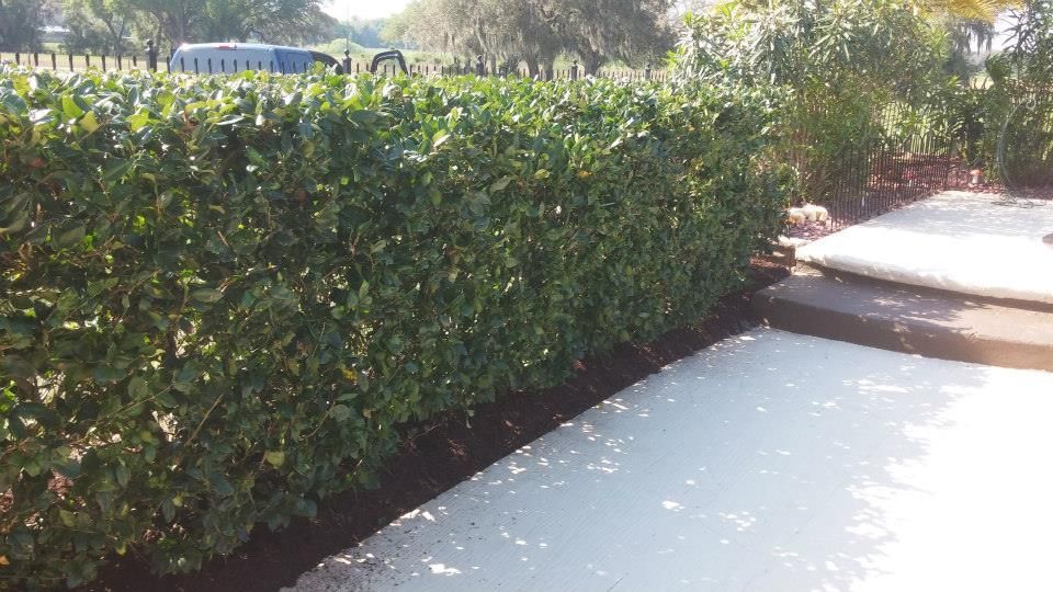 Shrub Trimming for Top Gun Lawn Care in Citrus, FL