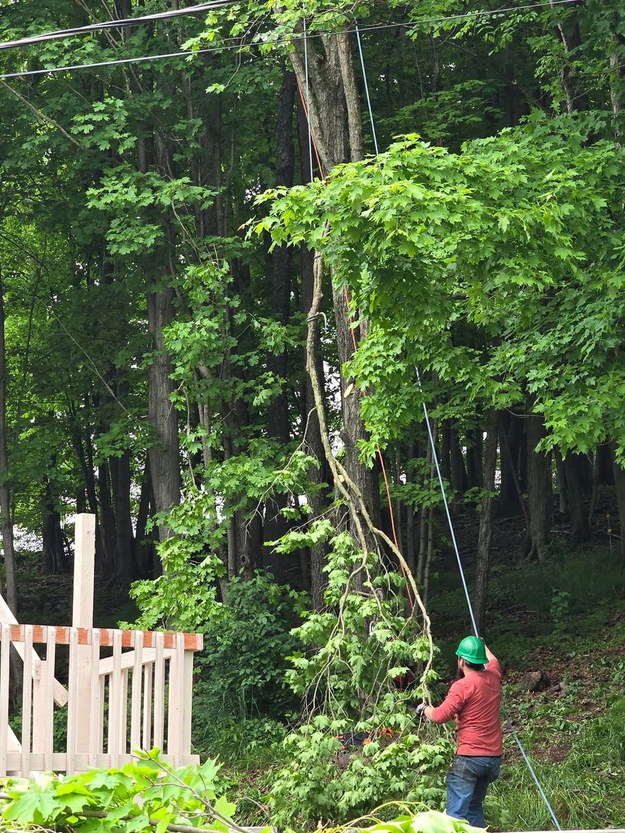 Tree Trimming for Licensed to Cut in Athens, PA