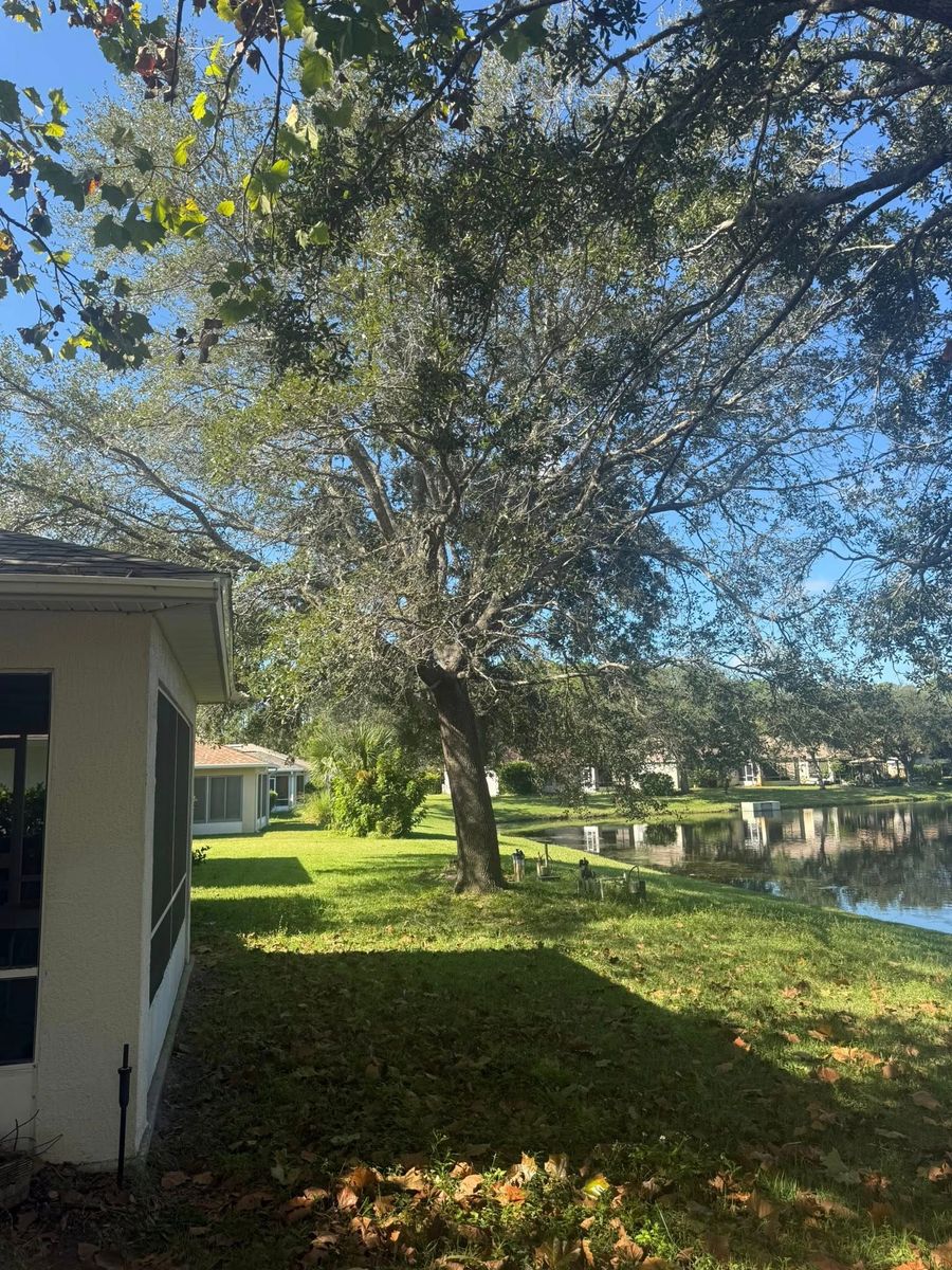 Tree Removal for Grind Time Tree Service in Daytona, FL
