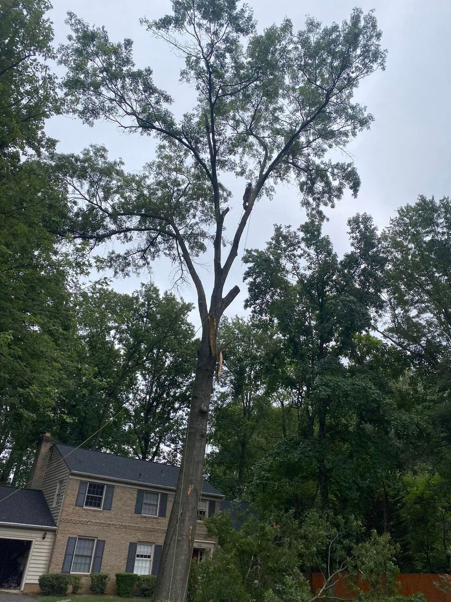 Tree Trimming for DIAZ TREE in Stafford, VA