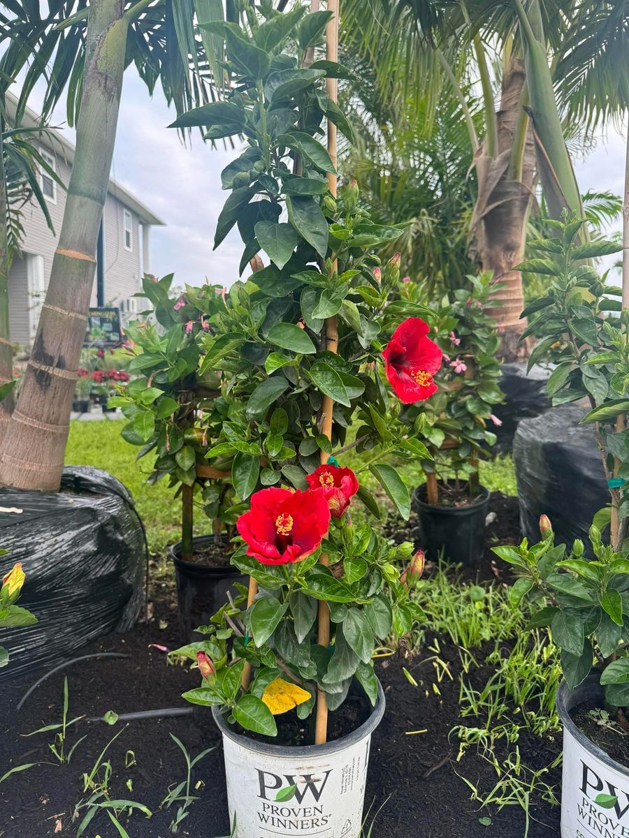 Plant Installation for Lawn Caring Guys in Cape Coral, FL