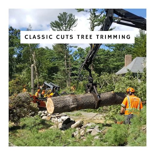 Tree Removal for Classic cut tree trimming and removal in Arlington, TX