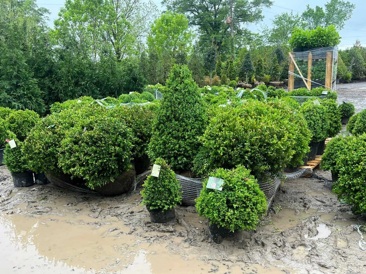 Shrub Trimming for Sanchez Z. Landscaping in Memphis, TN