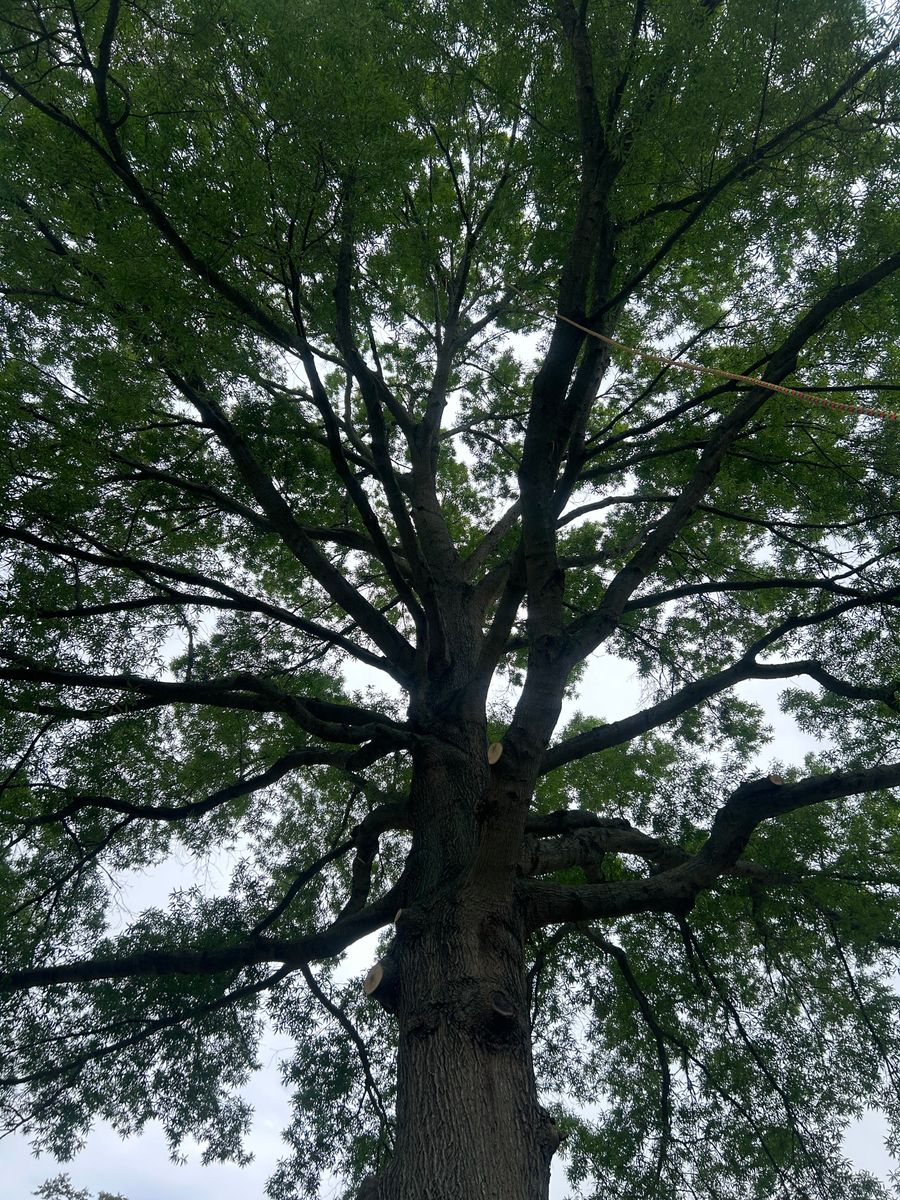 Tree Trimming for Hingewood Tree Service in Salem, NJ