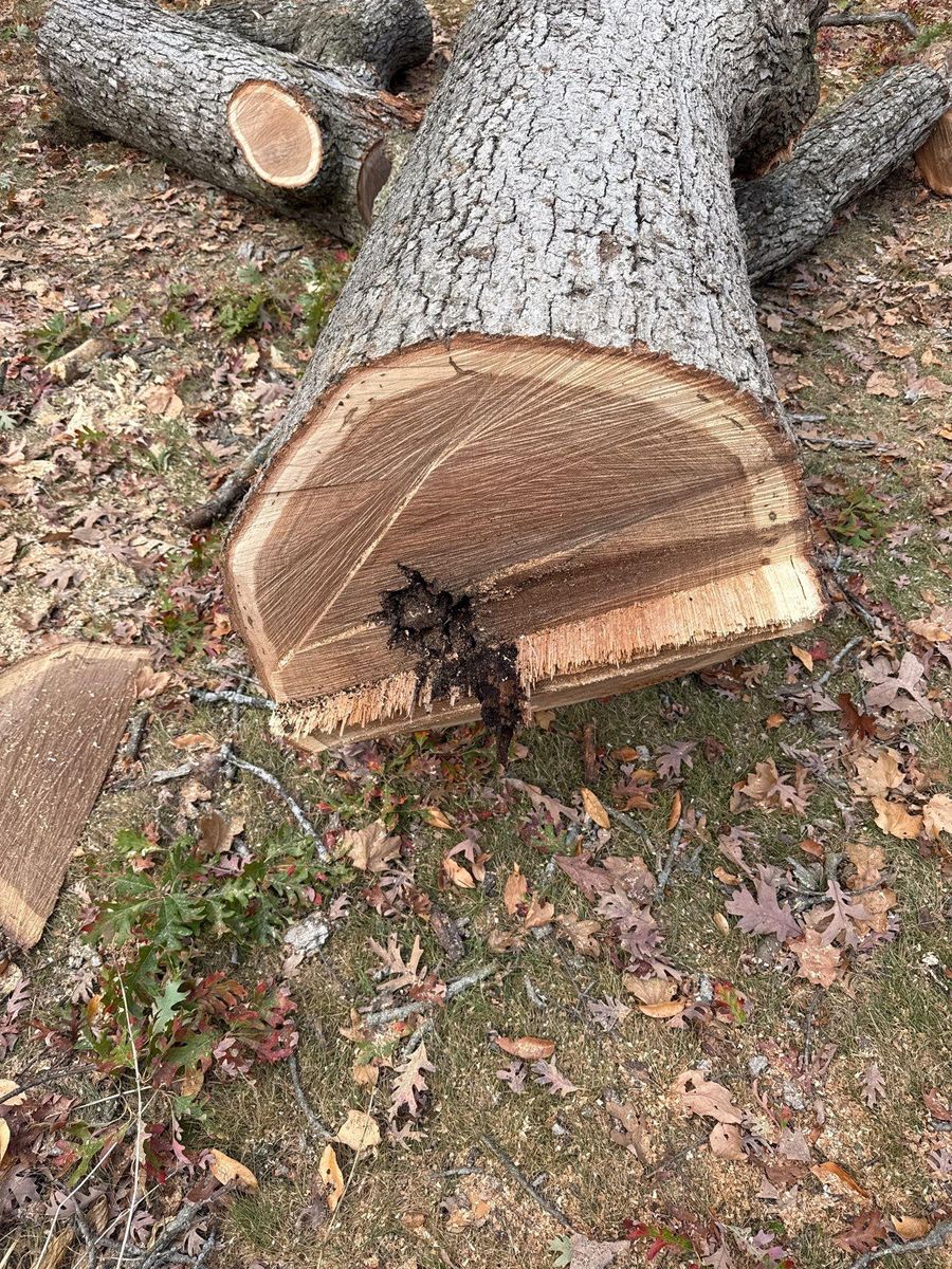 Fall Clean Up for Fransen's Tree Service  in Freeport, IL