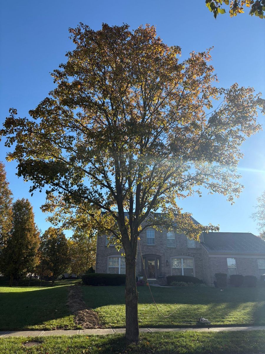 Tree Trimming for Dig-It Tree Company in Mason, OH