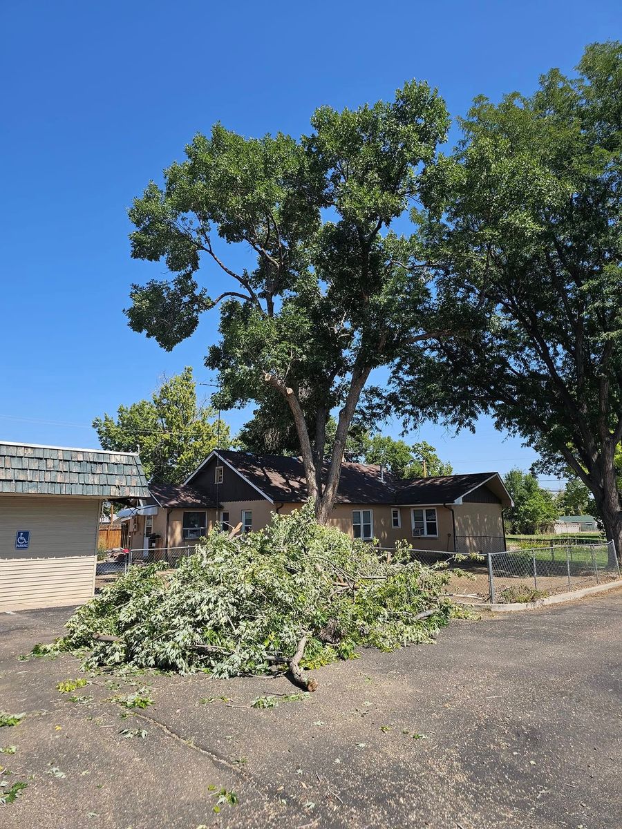 Tree Removal for Langston Tree & Landscape in Canon City, CO