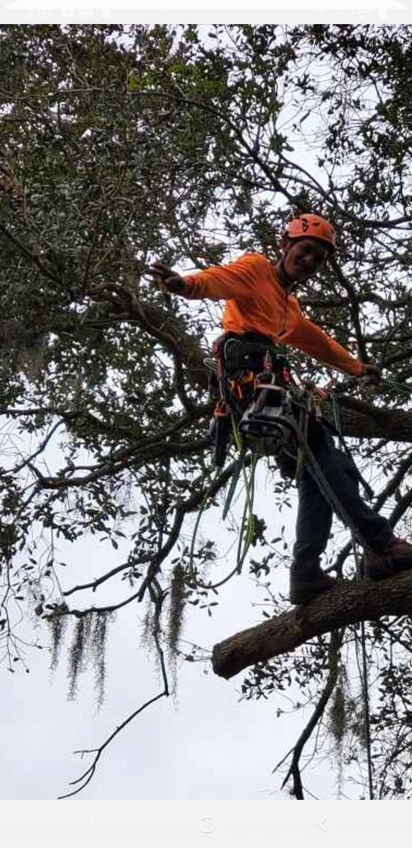 Tree Cutting for Ultimate Tree and Landscape Services LLC in Mulberry, FL