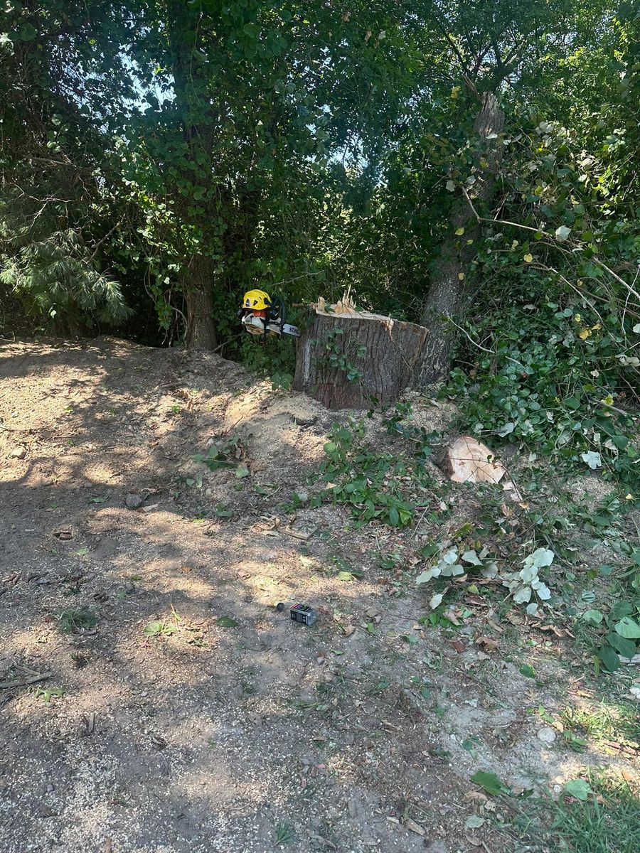 Tree Removal for Silver City Tree and Landscape in Taunton, MA