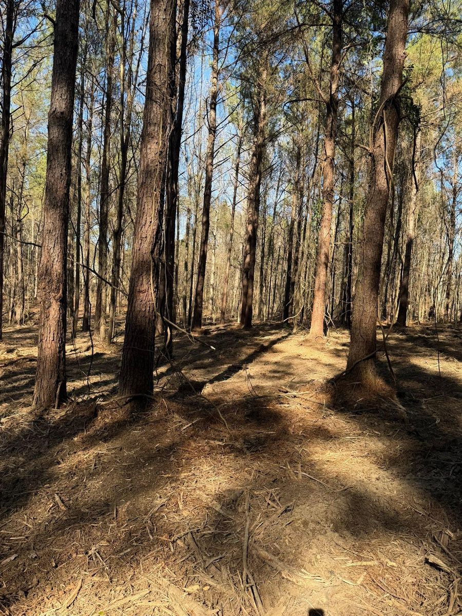 Forestry Mulching for Big Munchie Landworx in Jackson, MS
