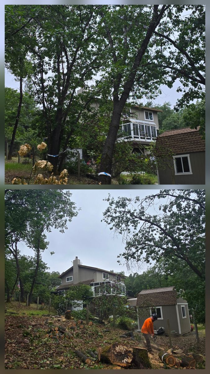 Tree Removal for George Staddan's Professional Tree Care in Placerville, CA