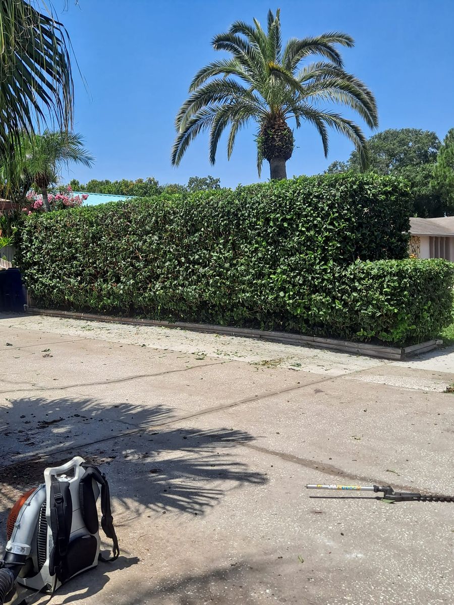 Fall Clean Up for Sanchez Tree Service in Largo, FL