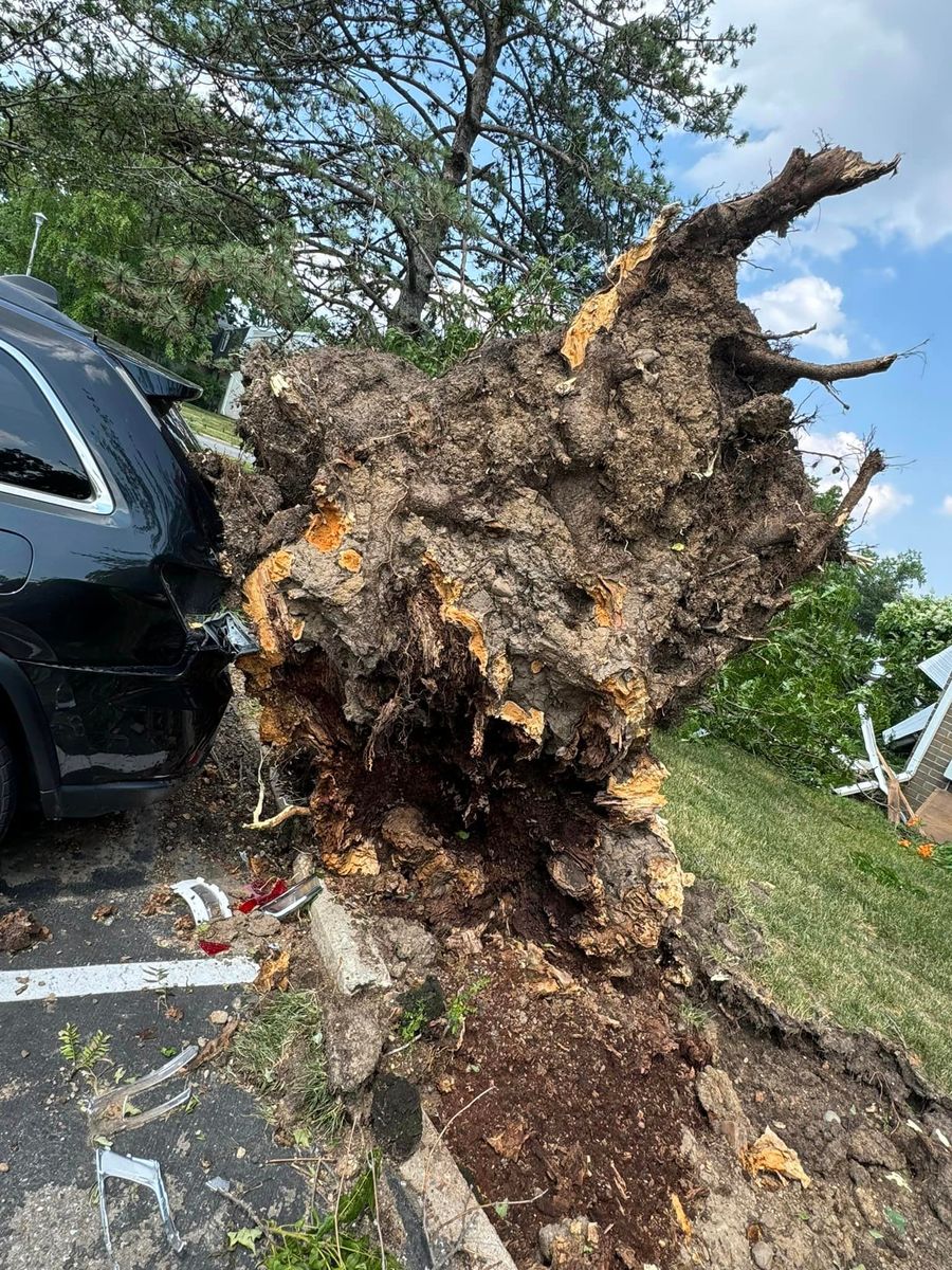 Tree Removal for Branching Out Tree Service in Hastings, MI