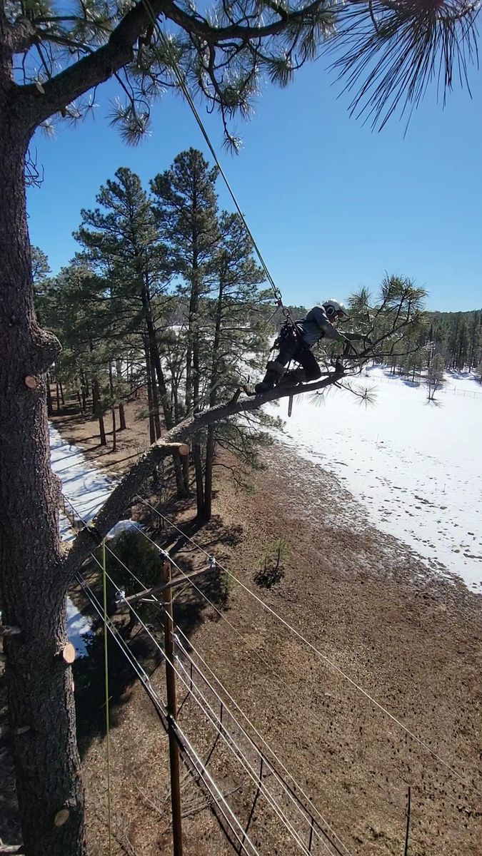 Emergency Tree Services for StockPro Tree Specialists in Show Low, AZ