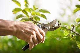 Pruning/Dead-Heading for Hipp's Land Management in Tryon, NC