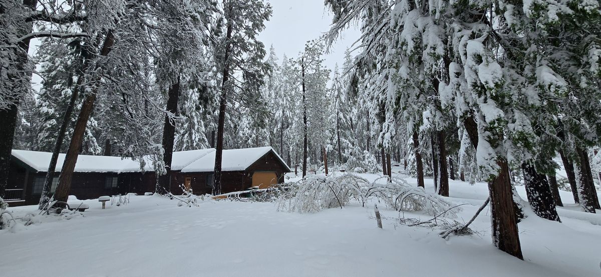 Storm Damage for George Staddan's Professional Tree Care in Placerville, CA
