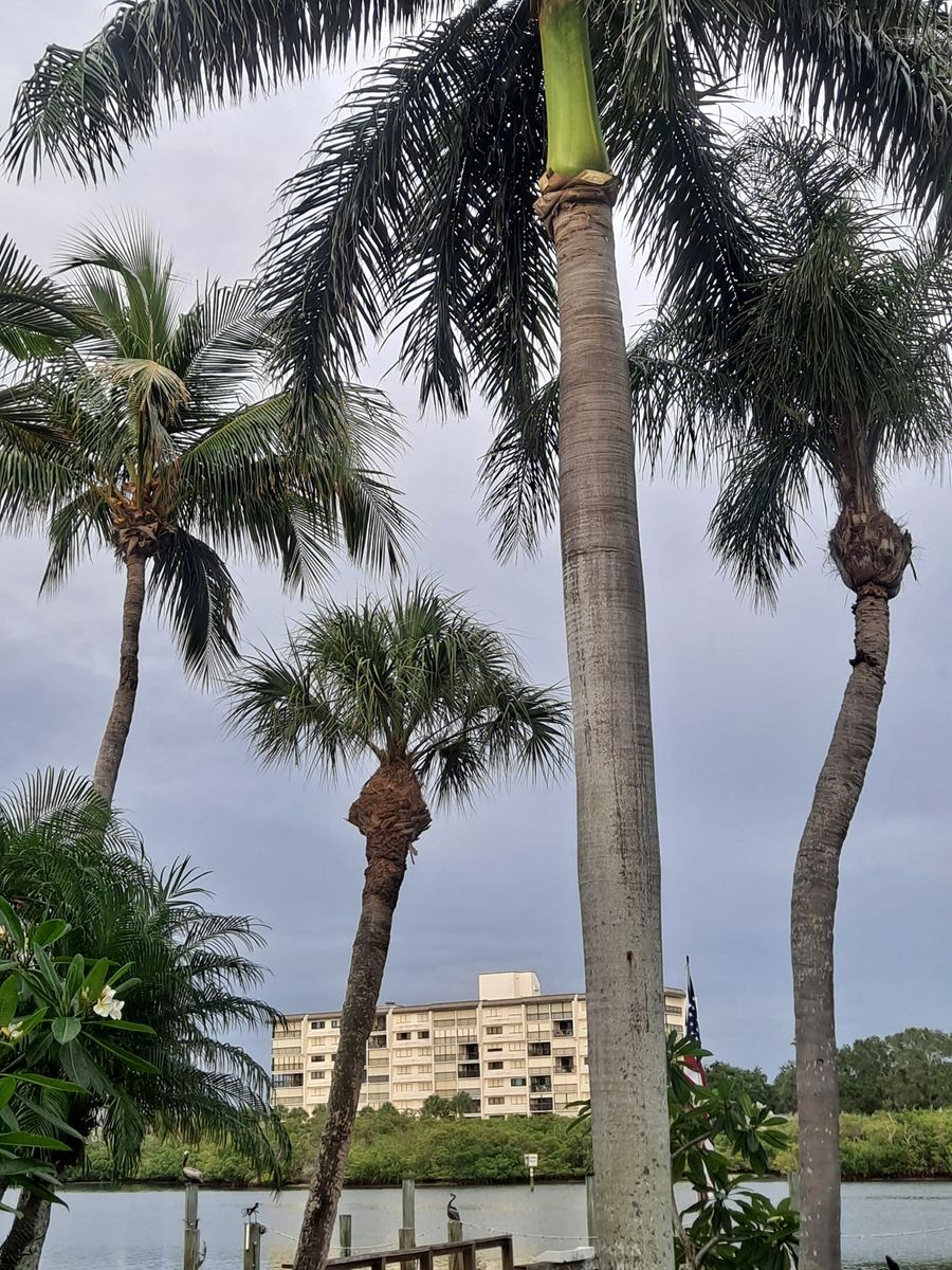 Tree Trimming for Sanchez Tree Service in Largo, FL