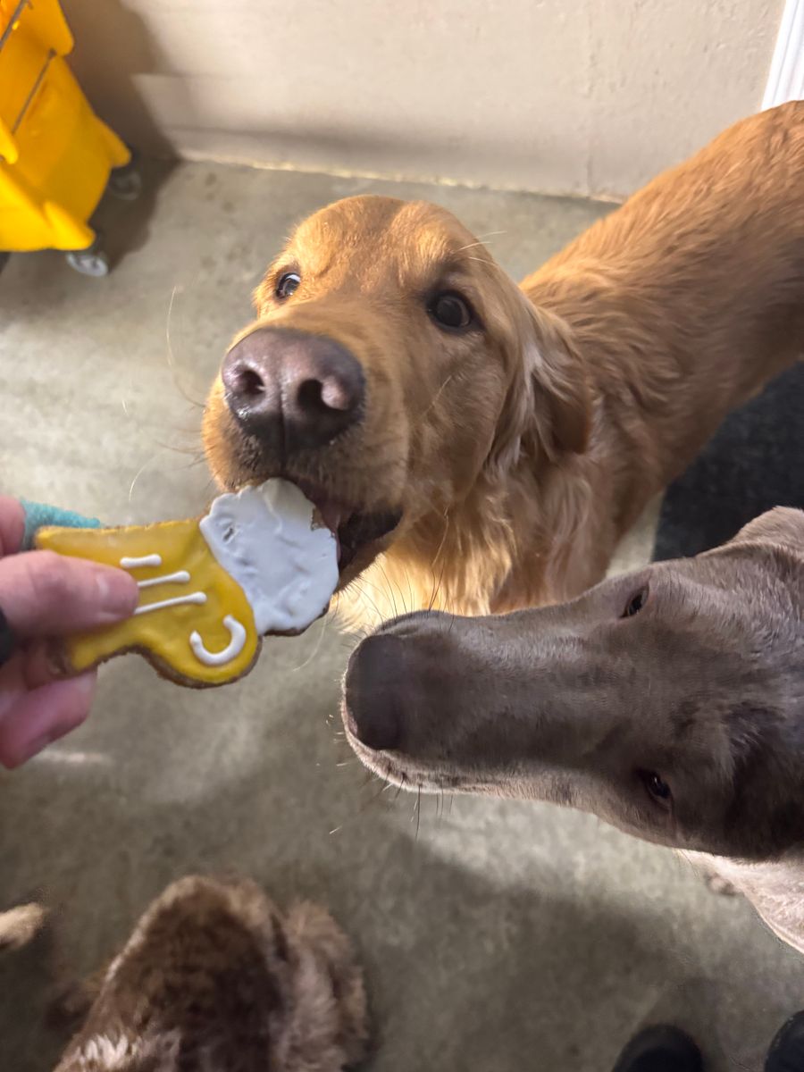 Full Service for Curbside Clips Mobile Grooming in Roachdale, Indiana