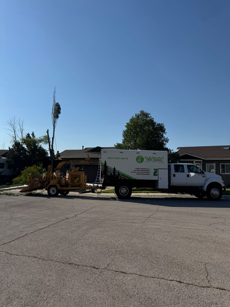 Tree Removal for Clean Cut Tree Service in Gillette, WY