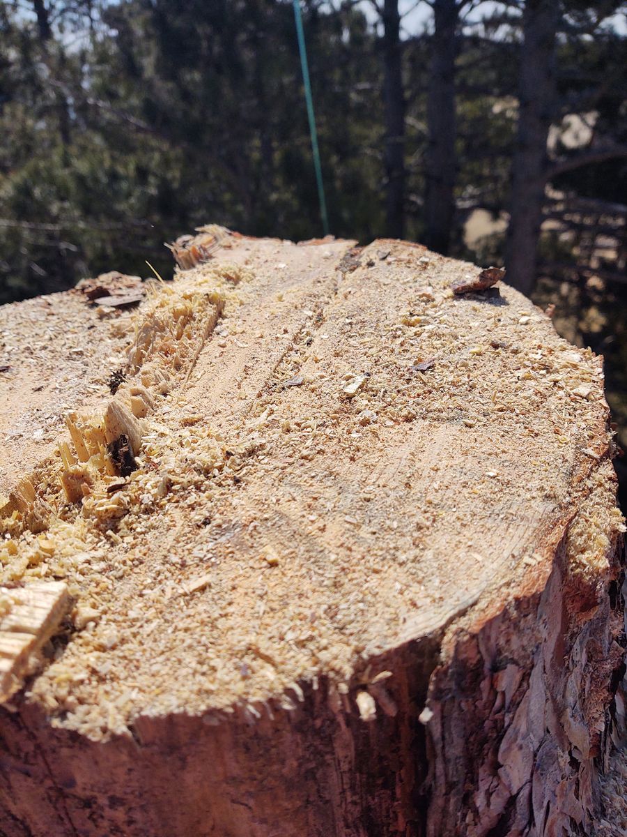 Tree Removal for Wenzels Tree Service LLC  in Bemidji, MN