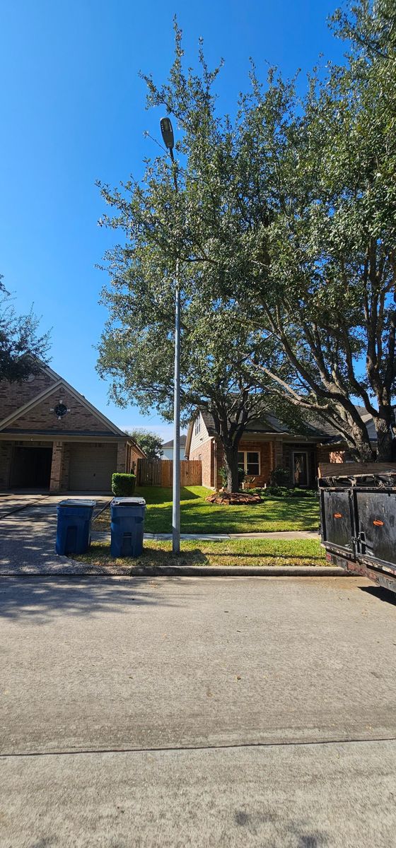 Tree Removal for Servin's Tree Care  in Houston, TX