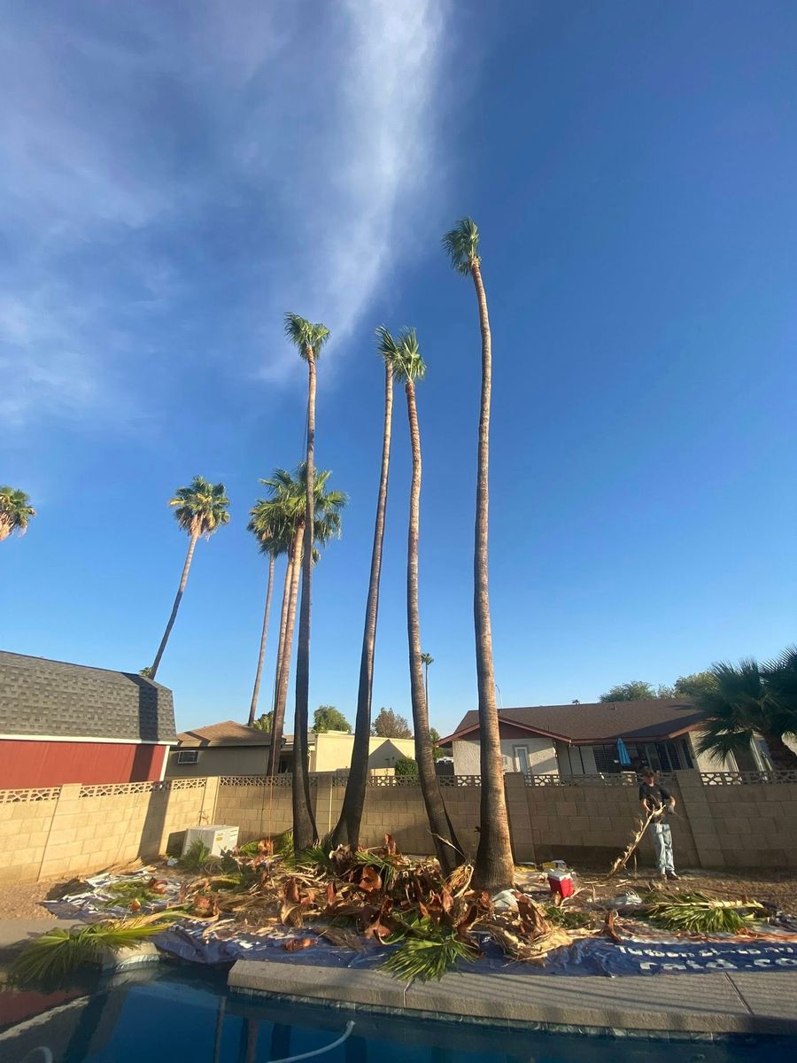 Palm Tree Trimming for Copperhead Solution in Phoenix, Arizona
