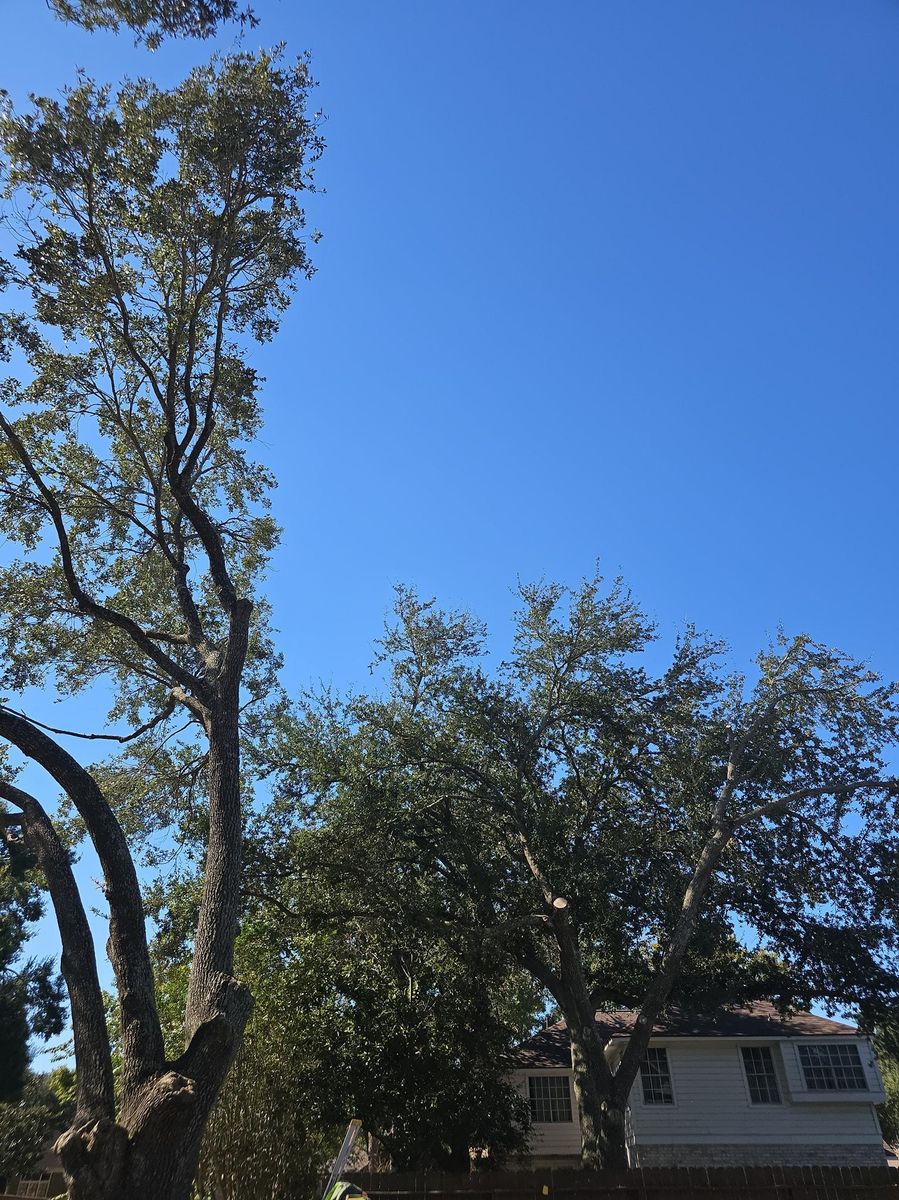 Tree Removal for Servin's Tree Care  in Houston, TX