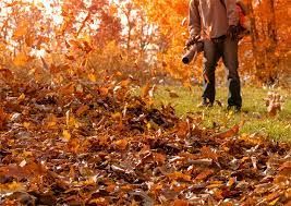 Fall Leaf Clean Up for Big Horn Hydroseeding in Cowley, WY