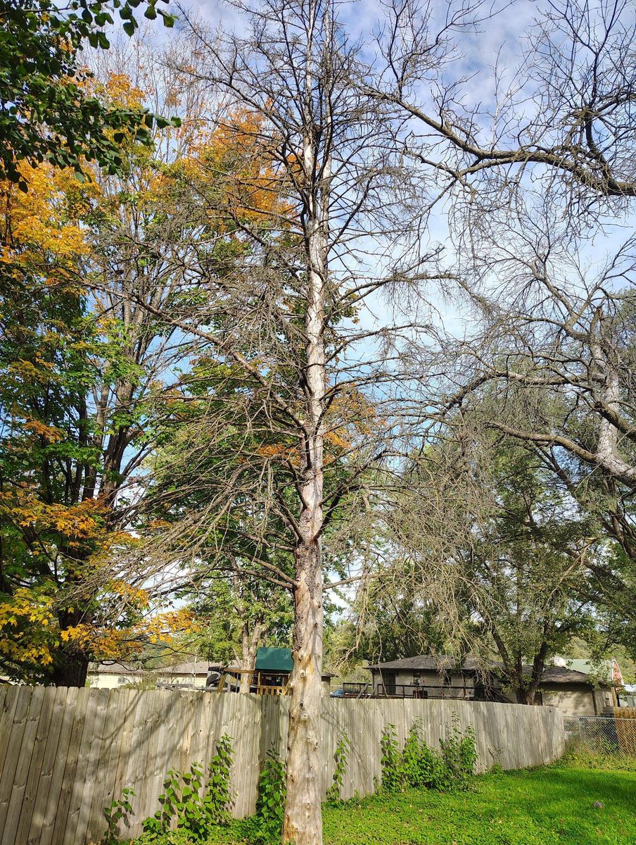 Tree Removal for Big River lawn Care services and snow LLC in Wausau, WI