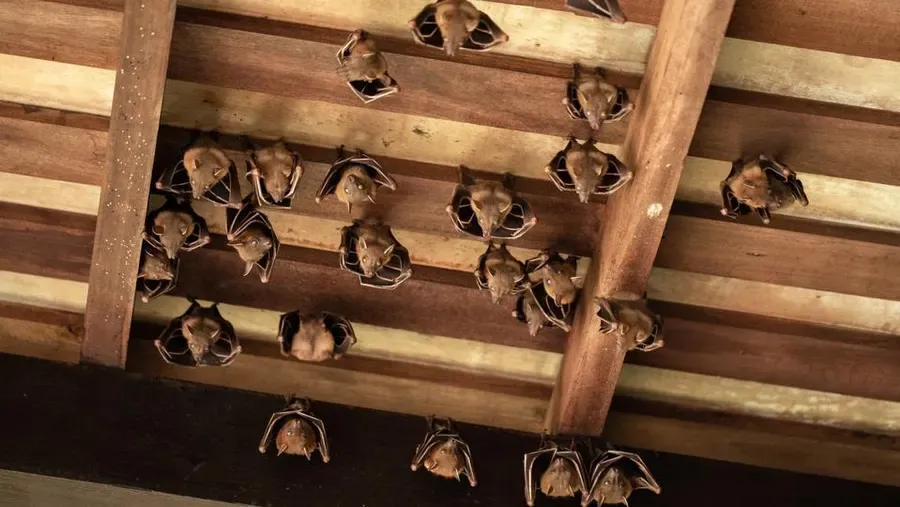 Bat Removal for Magnolia Wildlife Solutions  in  Collierville, TN