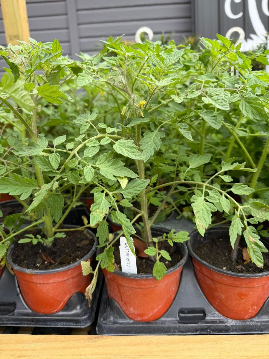 Cold-Hardy Potted Plants for Southern Roots Tree Farm in Crystal River, FL