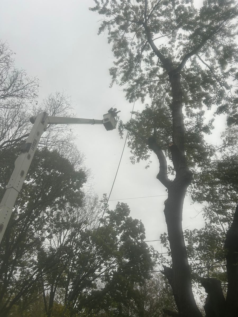Tree Trimming for Cross Family Tree Service in Kearney, MO