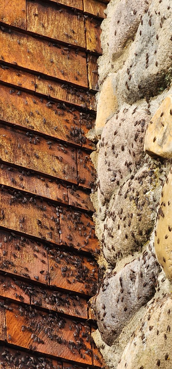 General Pest Control for Arvo Pest Control in Sandy, UT