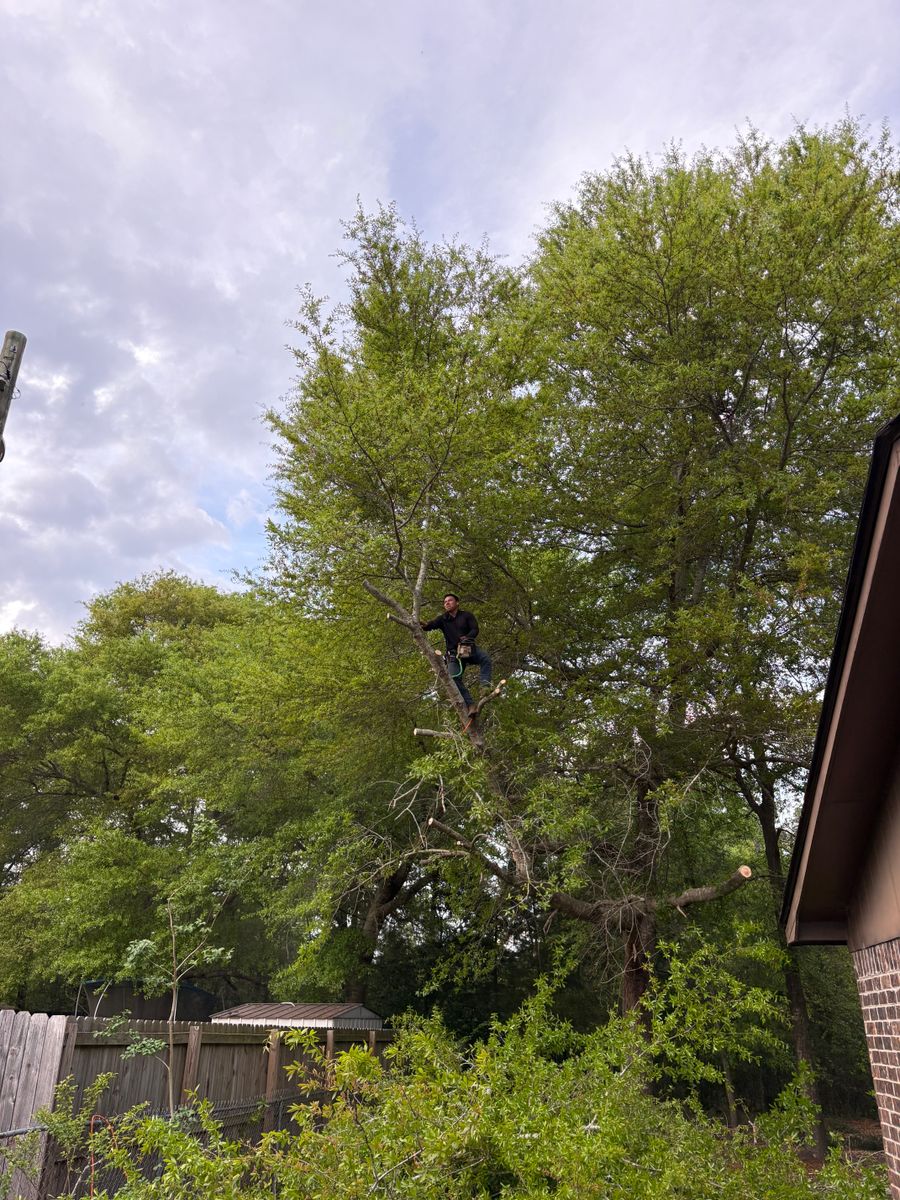 Tree Trimming for T N L - Tree and Land Service in Reynolds, GA