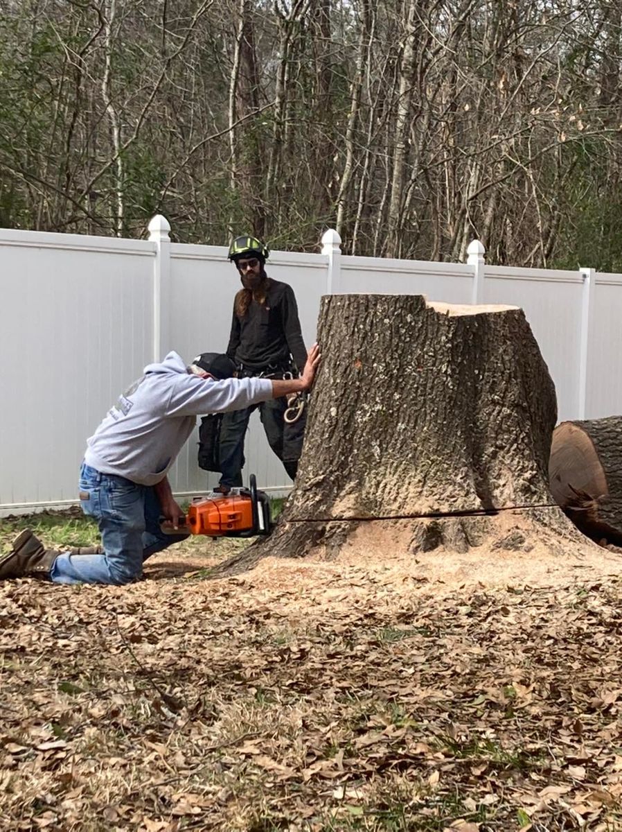 Stump Removal for The Tree Surgeon in Carthage, TX