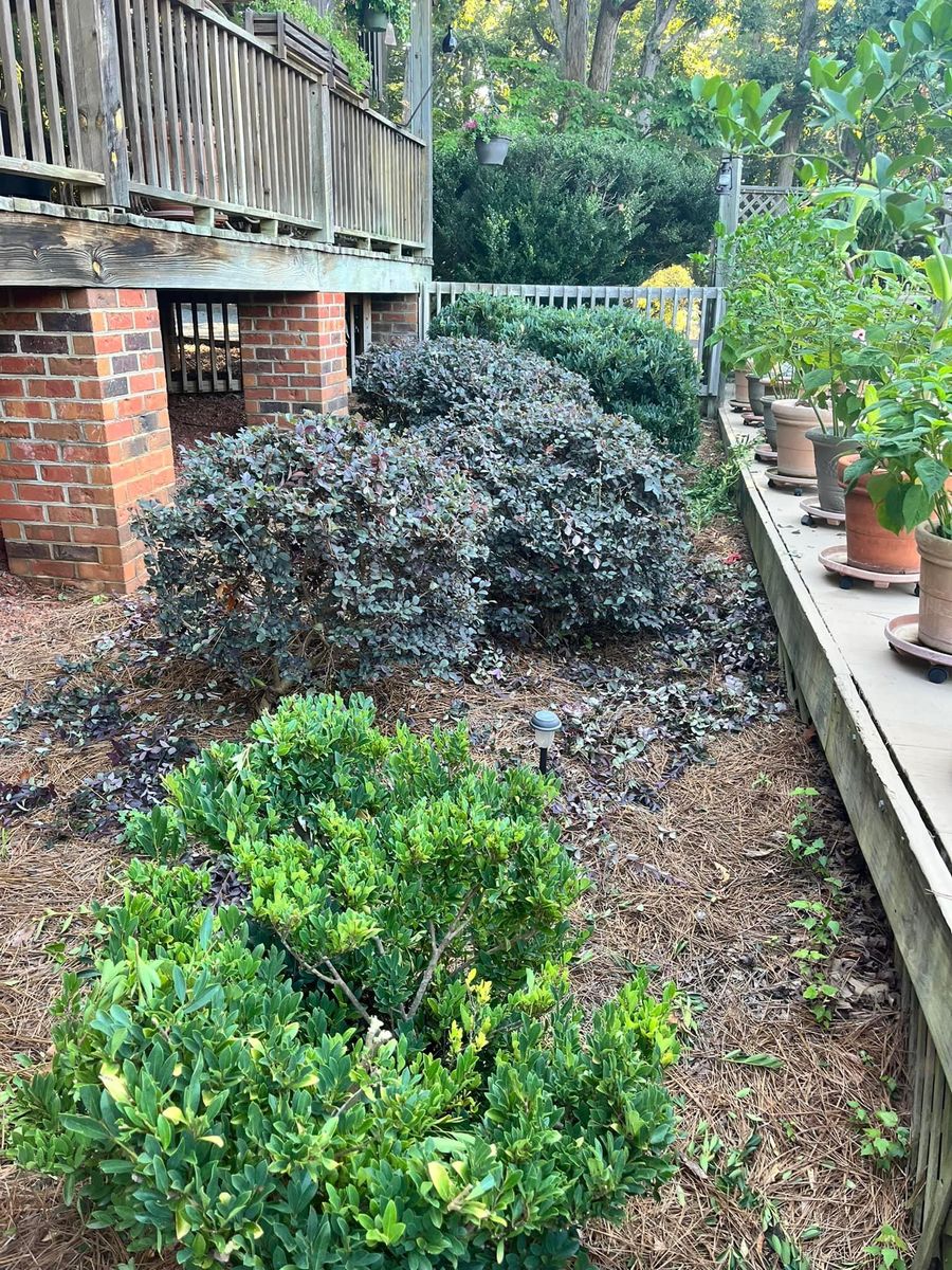 Shrub Trimming for Piedmont Lawn and Landscaping in Lexington, NC