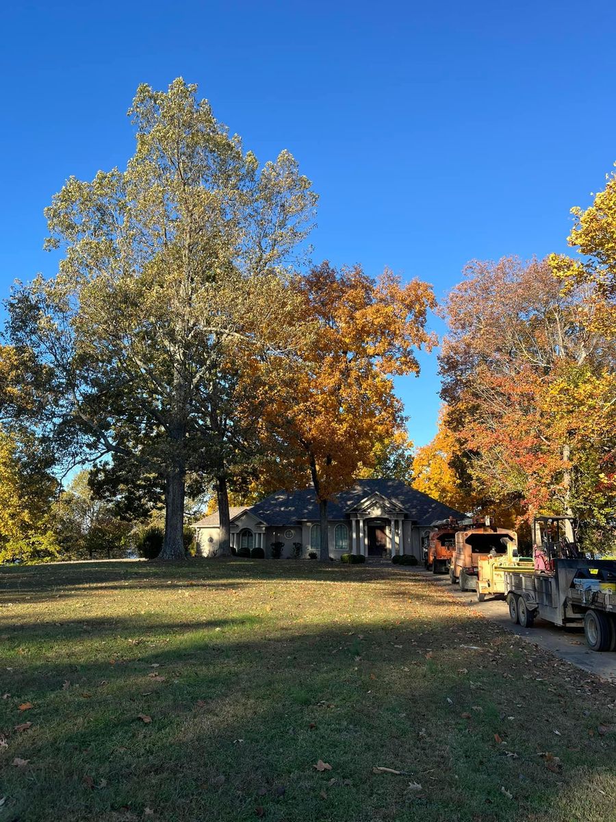 Tree Trimming for Curtis Tree Service LLC in Hopkins County, KY