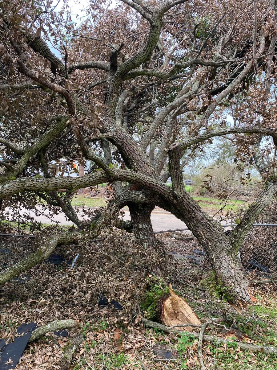 Tree Removal for Alpha Trees Service and Property Management in Port Charlotte, FL