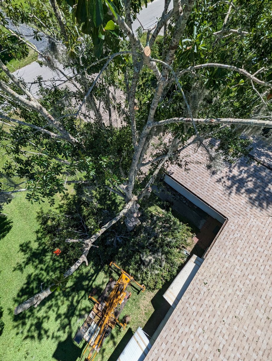 Tree Removal for Regal Tree Service and Stump Grinding in Wauchula, FL