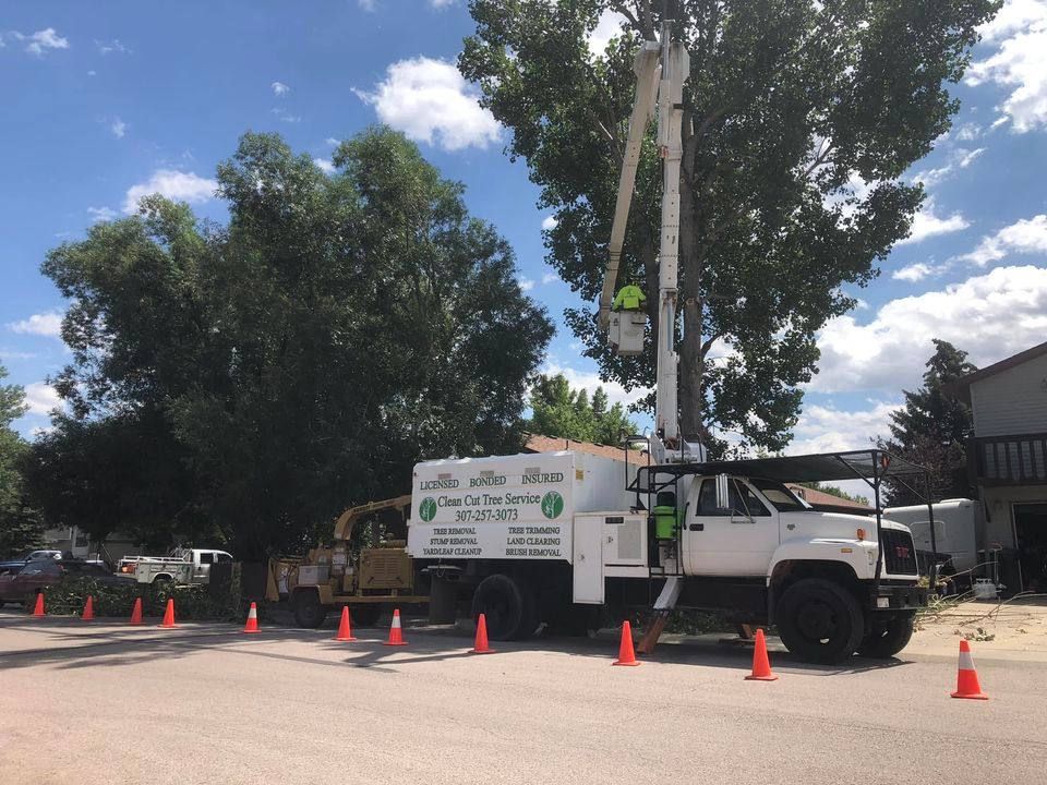 Tree Lifting for Clean Cut Tree Service in Gillette, WY