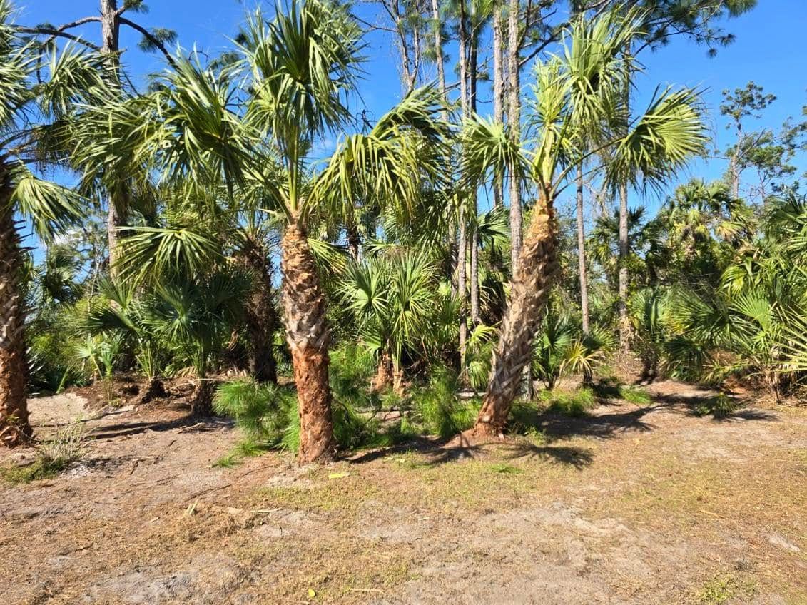 Land Clearing for Nick of Time Tree Service in North Port, FL