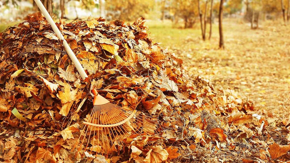 Fall Clean Up for JJR Tree Service in Pinellas Park, FL