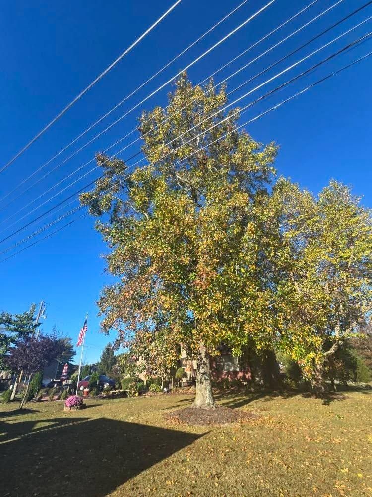Land clearing for M&L Lumber and Excavating in Jonesborough, TN