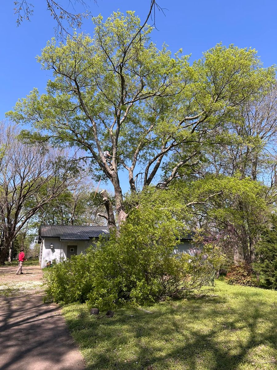Tree Removal for Tree Life Tree Service in Wichita, KS