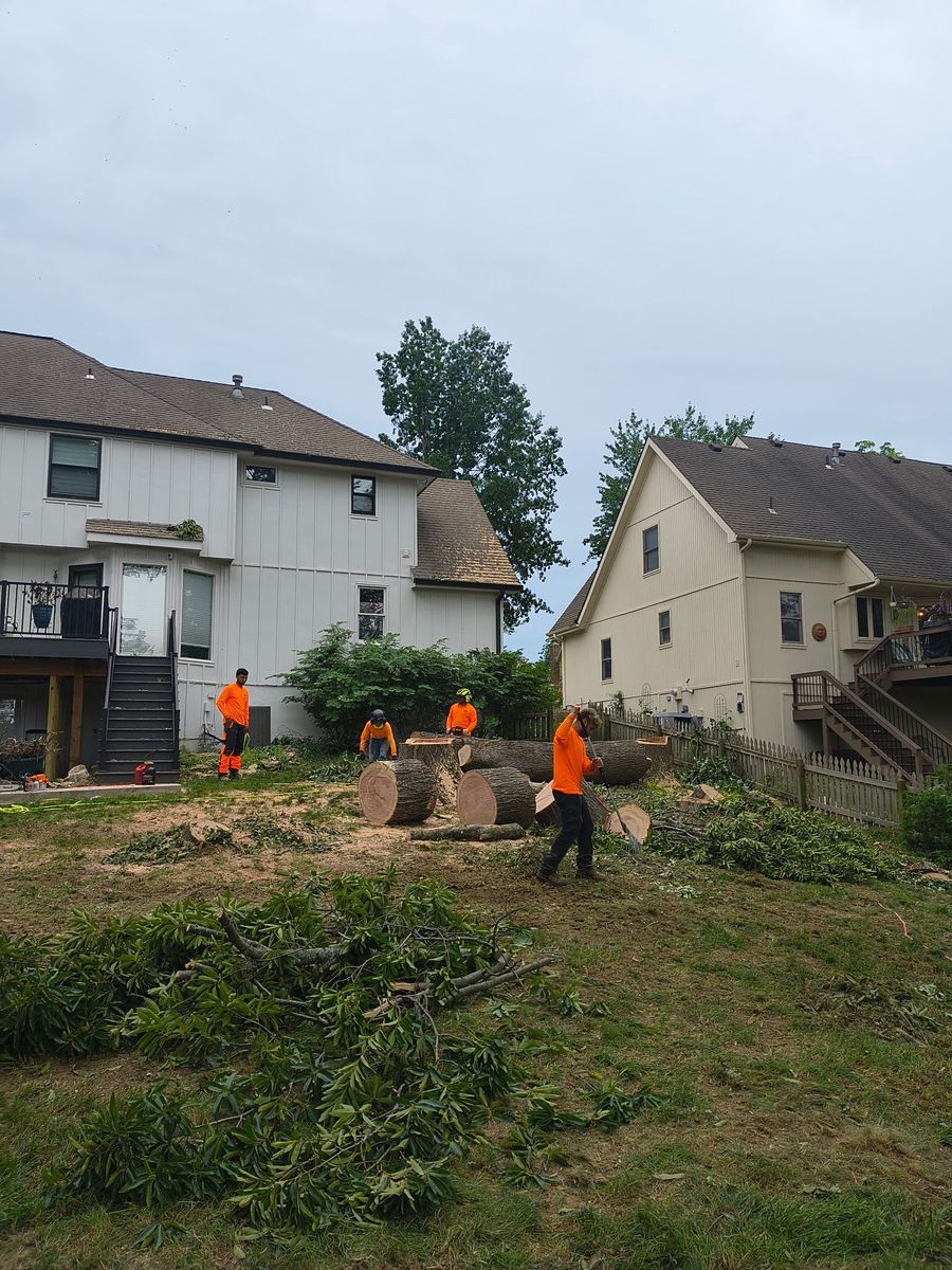 Tree Removal for Cross Family Tree Service in Kearney, MO