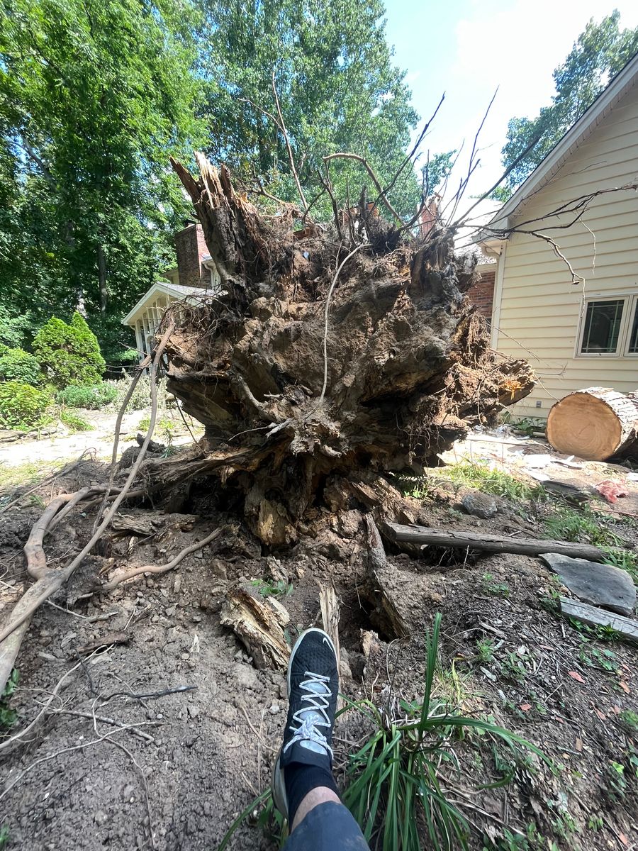 Tree Maintenance for Real Deal Lawn Care in Goodlettsville, TN