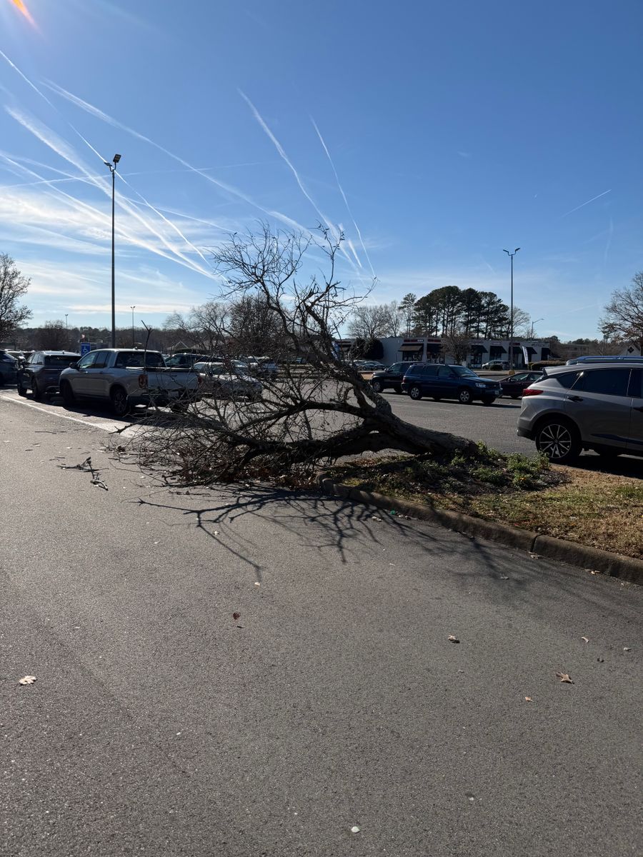 Tree Removal for Tidewater Tree Service in Chesapeake, VA