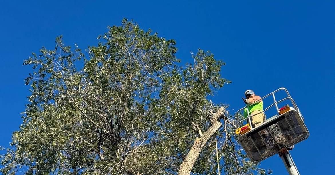 Tree Trimming for Tree Life Tree Service in Wichita, KS