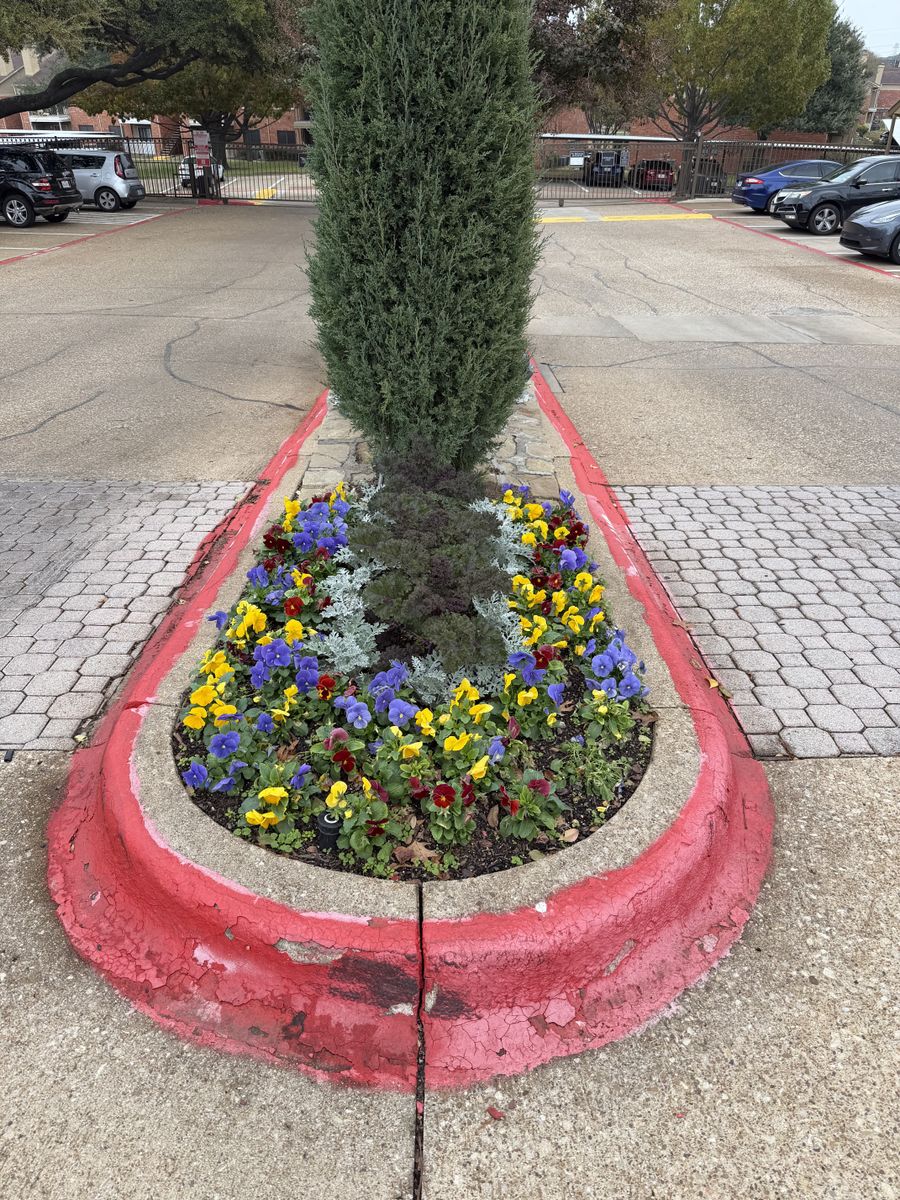 Seasonal color changes for Guerrero's Landscape in Fort Worth,  TX