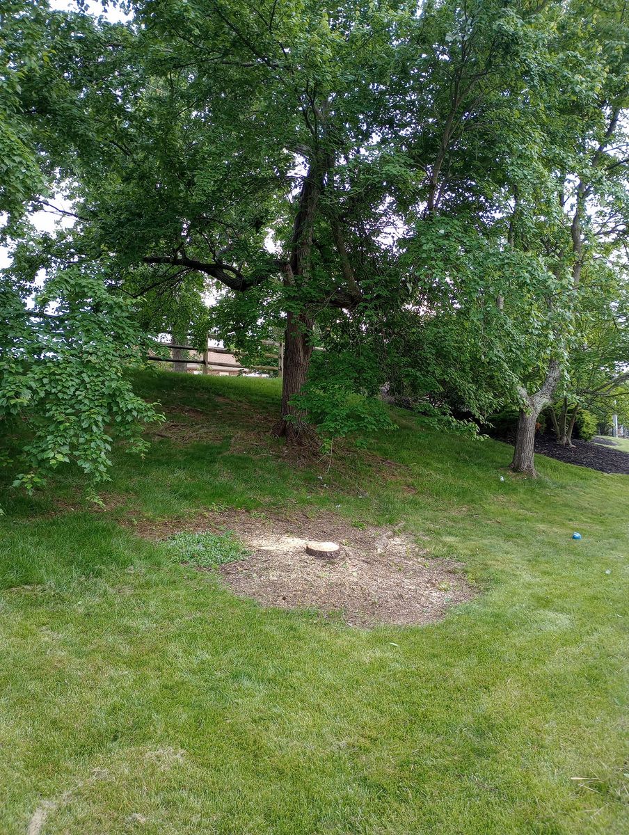 Tree Removal for Kingdom Tree Trimming and Removal LLC in Covington, KY